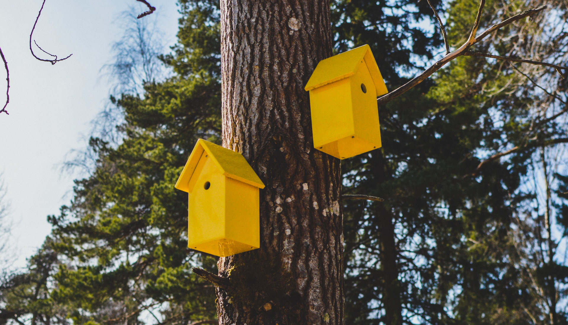 Two bright yellow bird boxes on a tree trunk