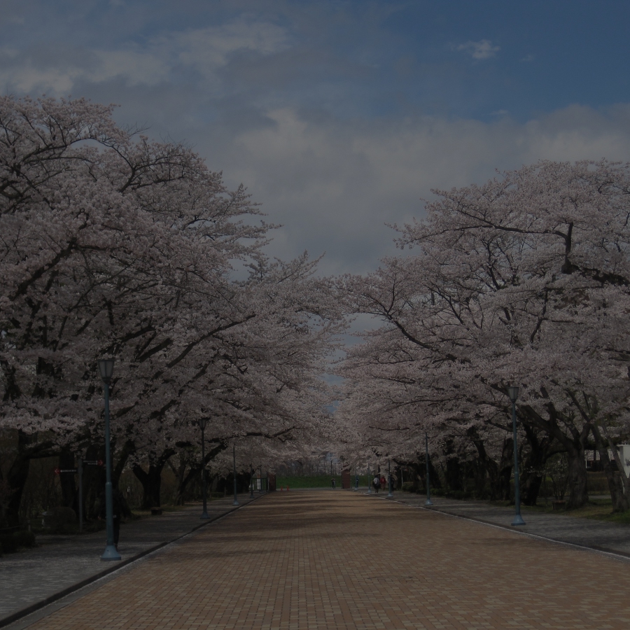 Cherry Blossom (Credit: Yukihide via Pixabay)