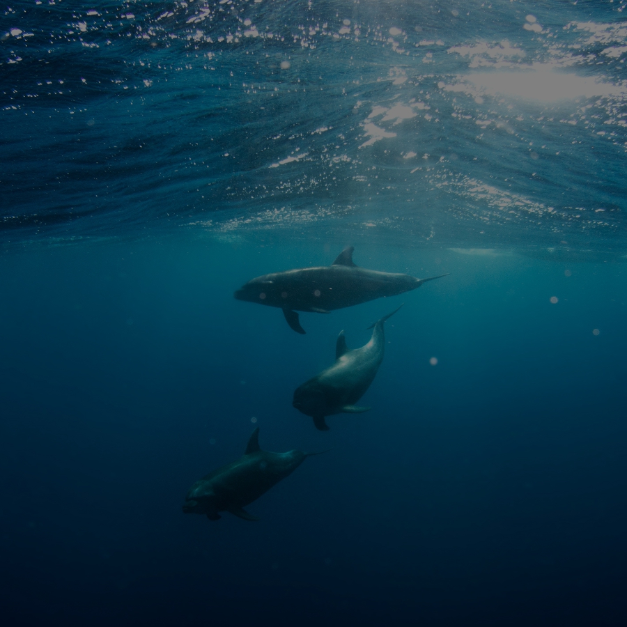Dolphins in the wild (Credit: Talia Cohen via Unsplash)