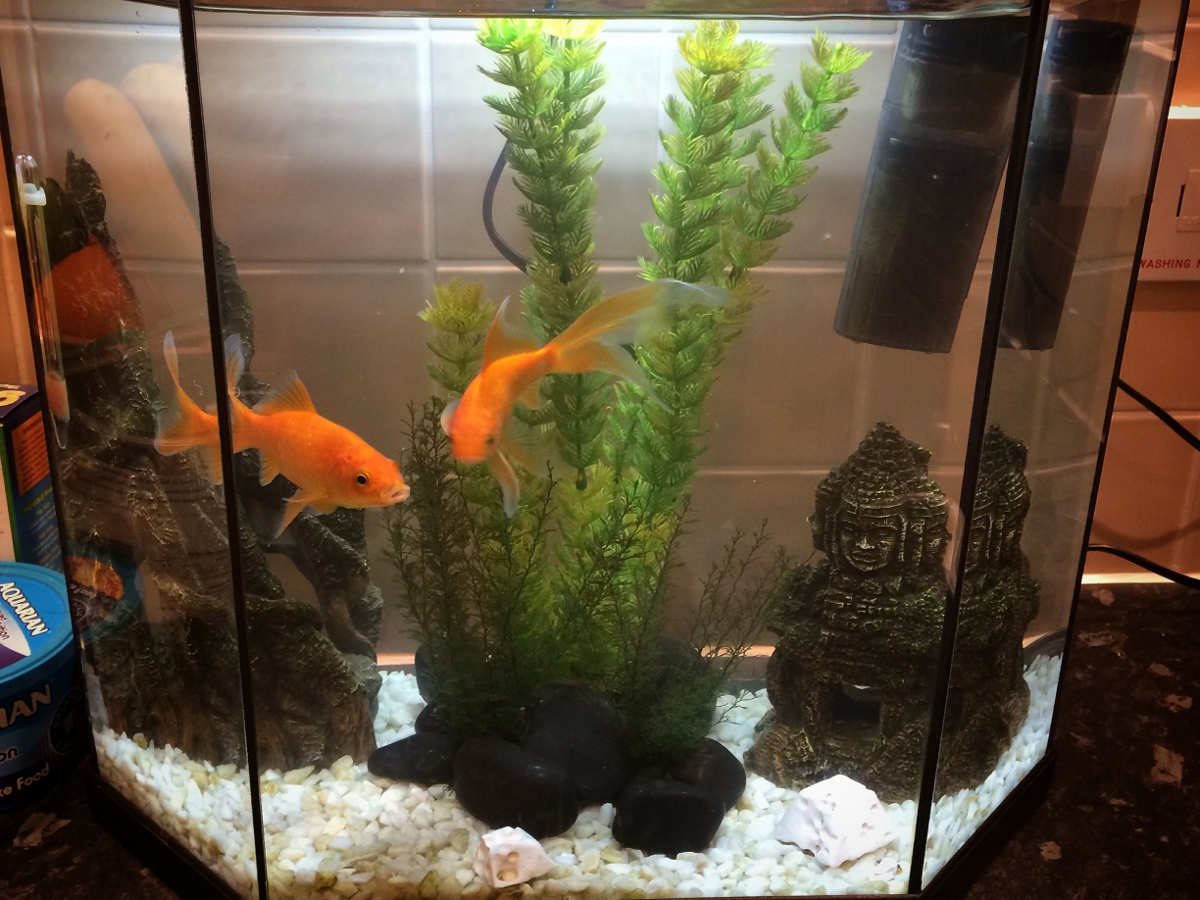 Edi and Albert, our Goldfish.