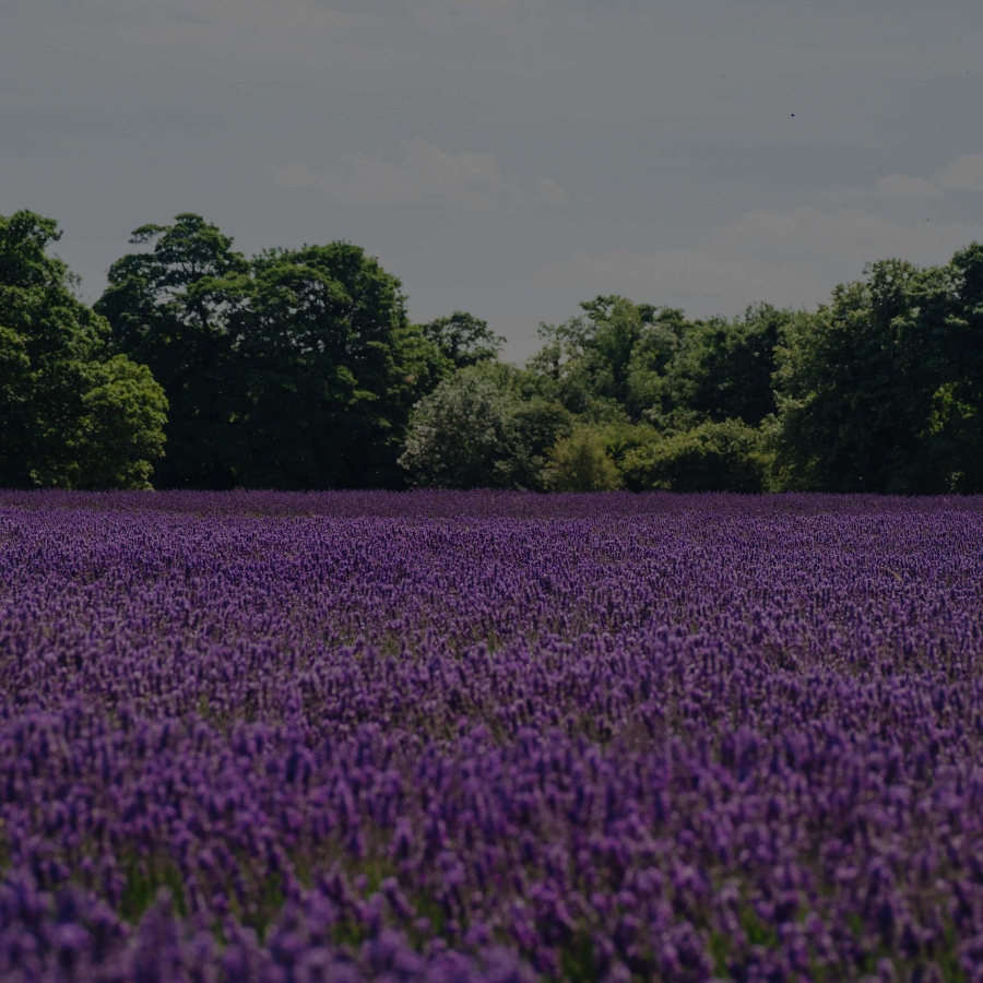 Lavender (Credit: Andrew Ridley via Unsplash)