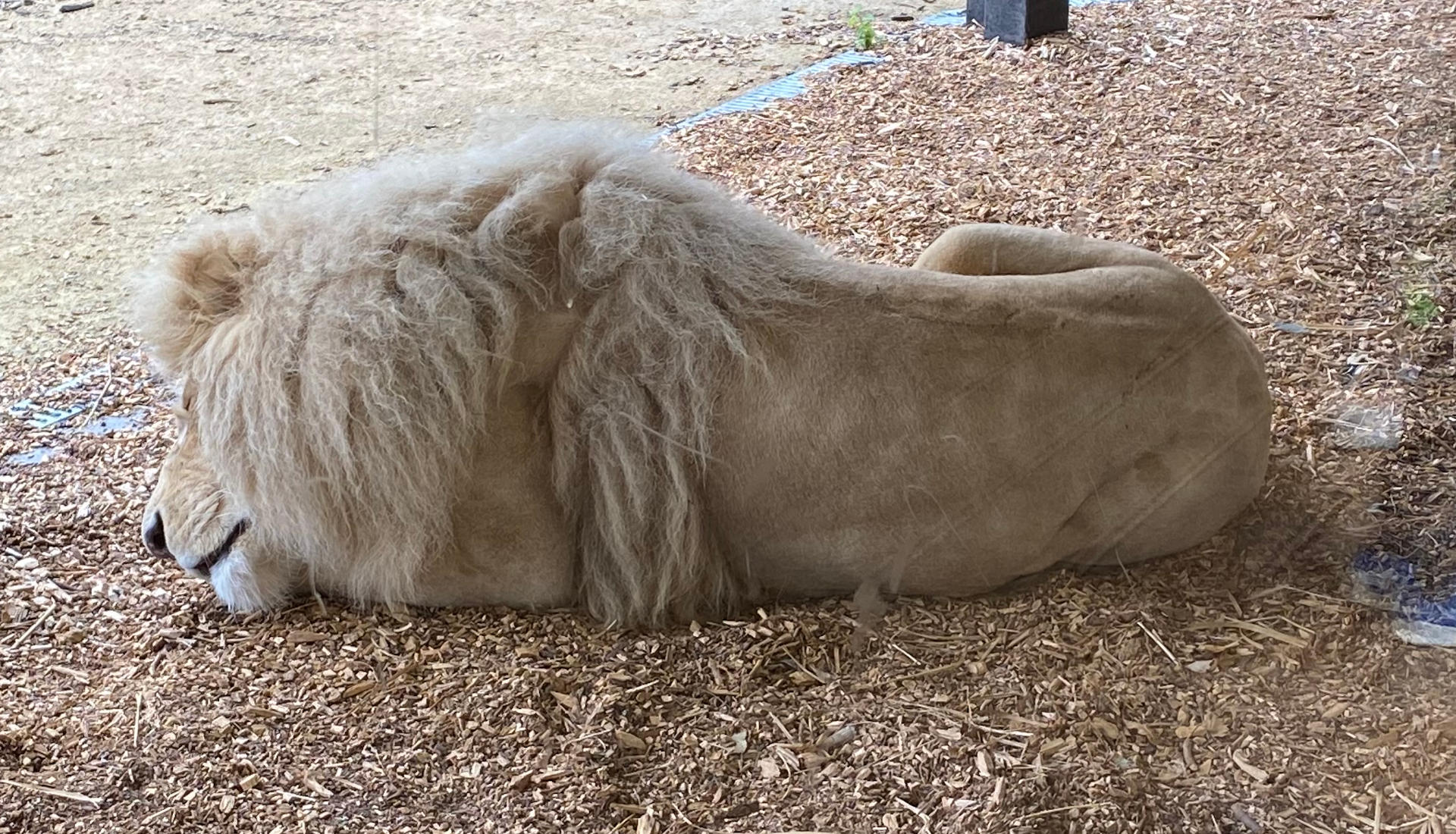 A lion sleeping