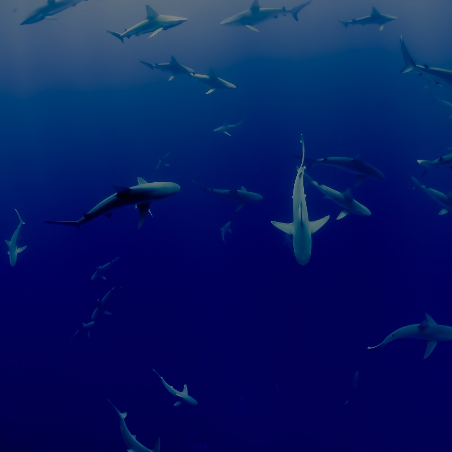 Sharks (Credit: Jakob Owen via Unsplash)