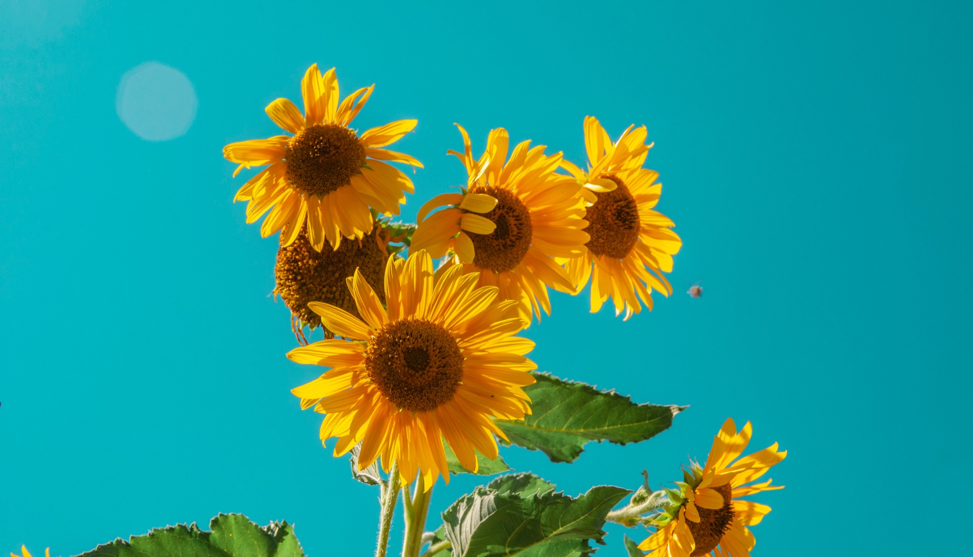 Sunflowers on a blue background
