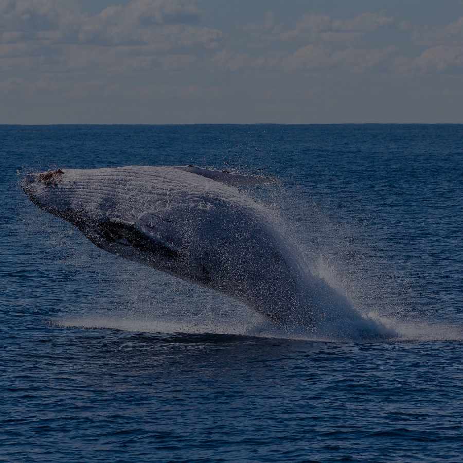 Whales (Credit: Georg Wolf via Unsplash)